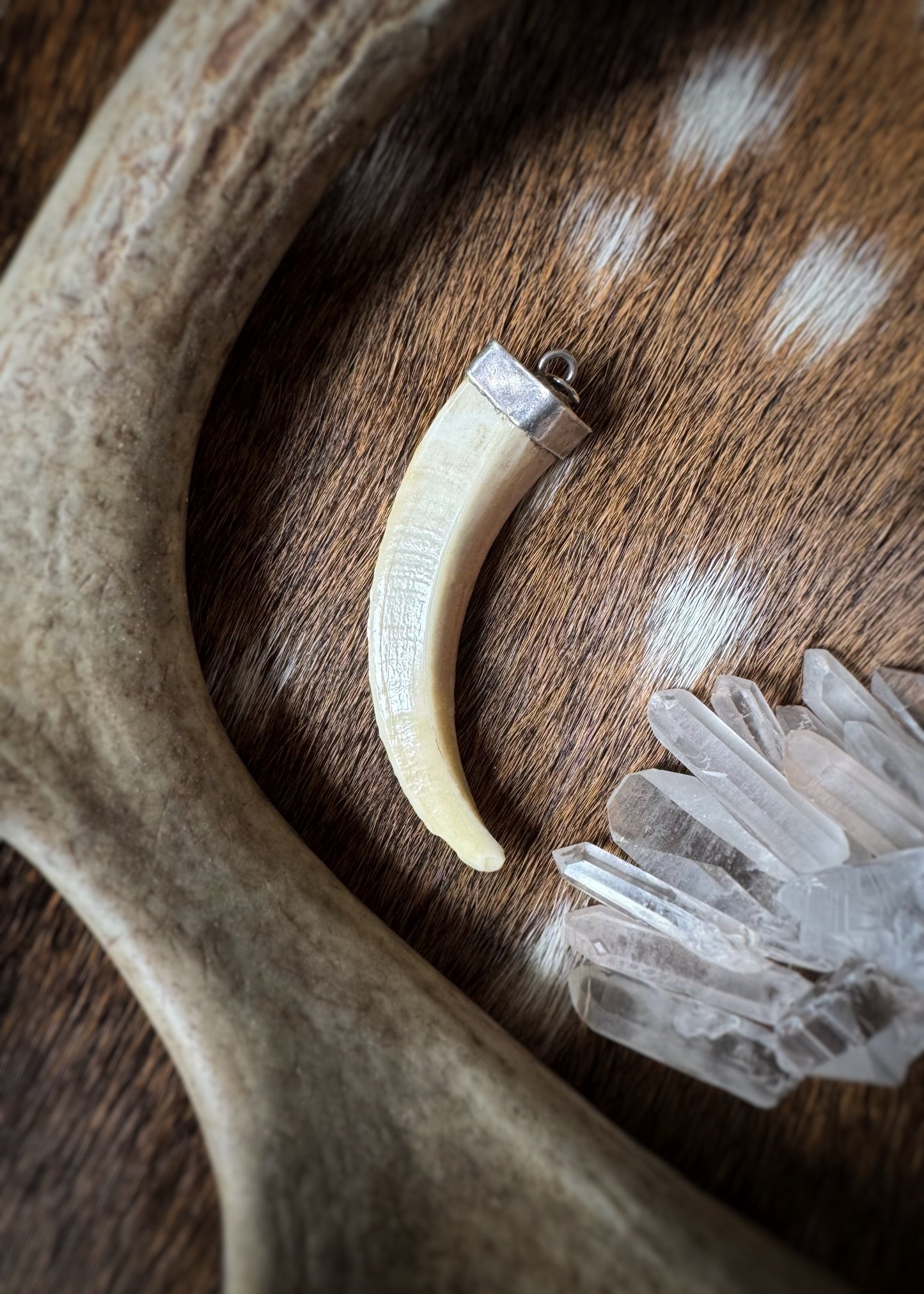 Vintage Sterling Silver + Boar's Tusk Pendant