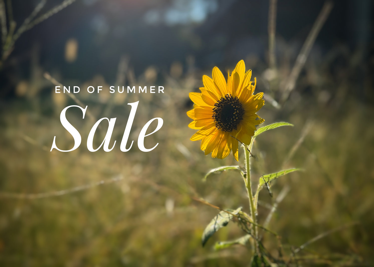 End of Summer Sale