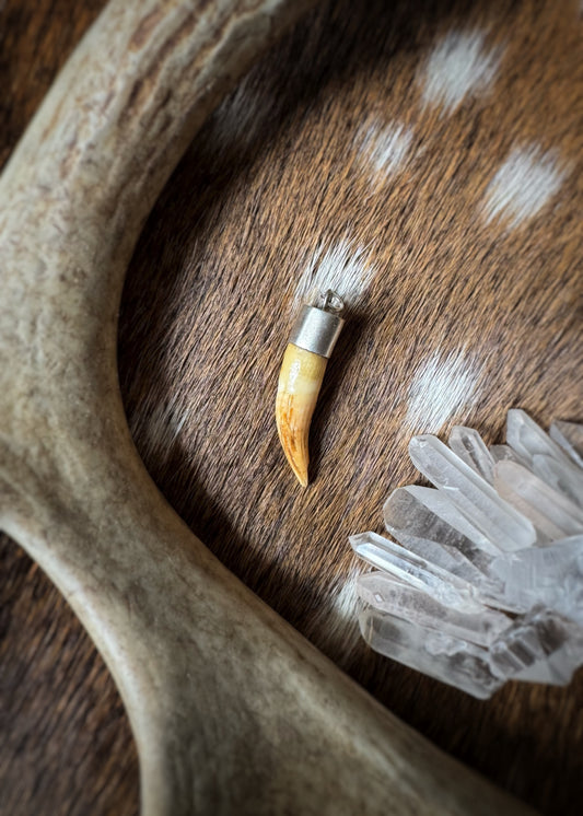 Estate Sterling + Animal Tooth Amulet